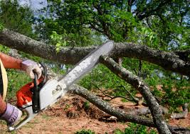 Best Tree Cabling and Bracing  in Modesto, CA